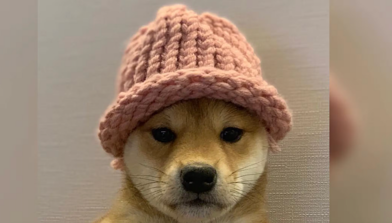 Dogwifhat Becomes Third-Largest Meme Coin as Bitcoin Clings to $70K.